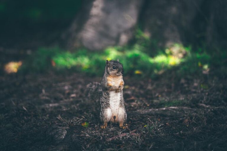 Why Squirrels Freeze Mid-Run for No Apparent Reason - Featured image