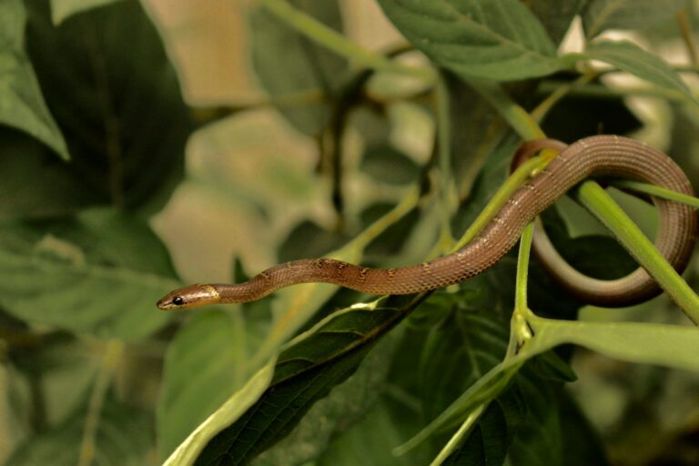 Why Snake Sightings Spike in Yards During This Specific Week of Spring - Featured image