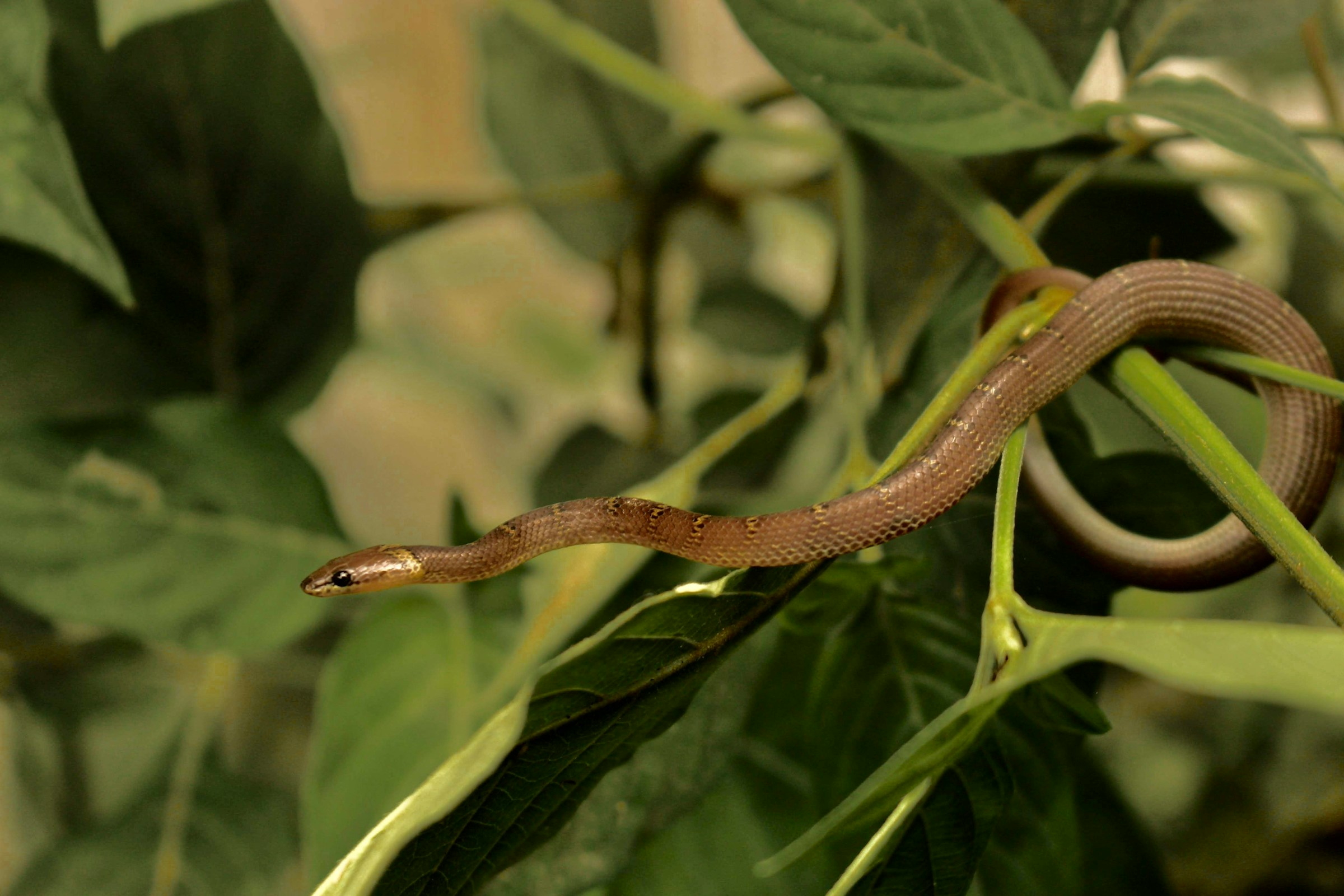 Why Snake Sightings Spike in Yards During This Specific Week of Spring
