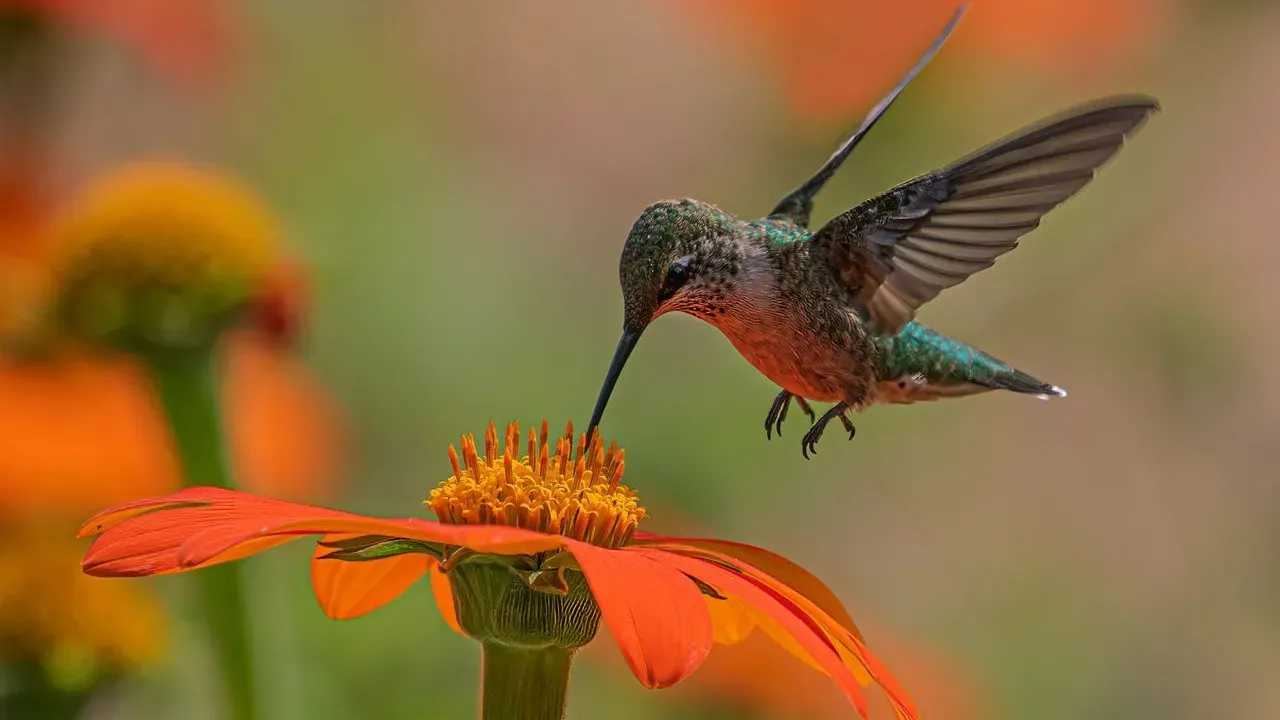 Hummingbirds Start Southward Journey in Late August