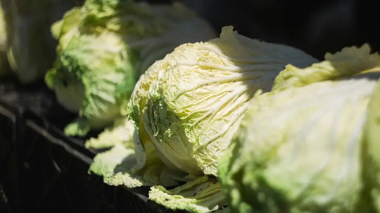 Napa Cabbage Grows Easily for Every Gardener