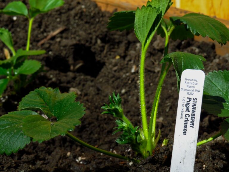 The Plant Nursery Tag Style That's Become an Unexpected Collectible - Featured image