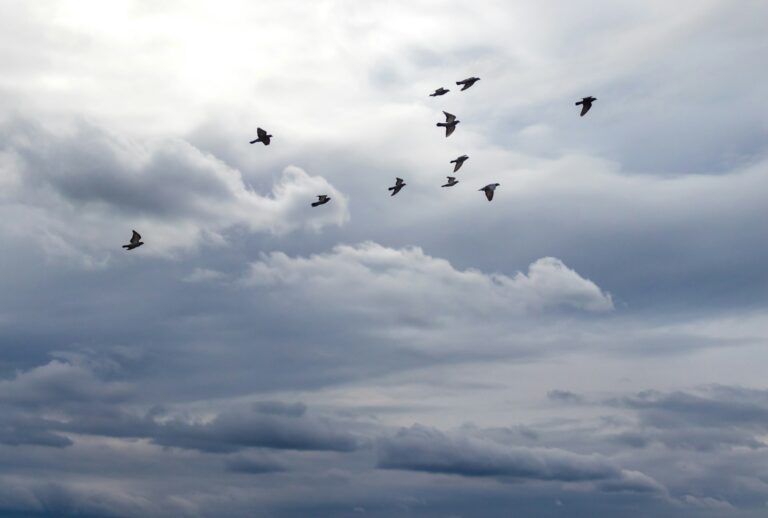 Why Crows Never Forget a Human Face - Featured image