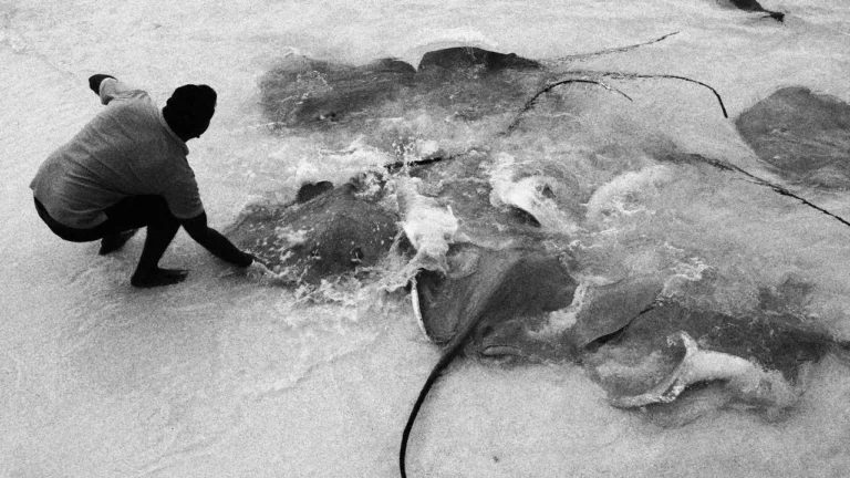 Marine Heat Wave Pushes Stingrays Closer to Southern California Beaches - Featured image