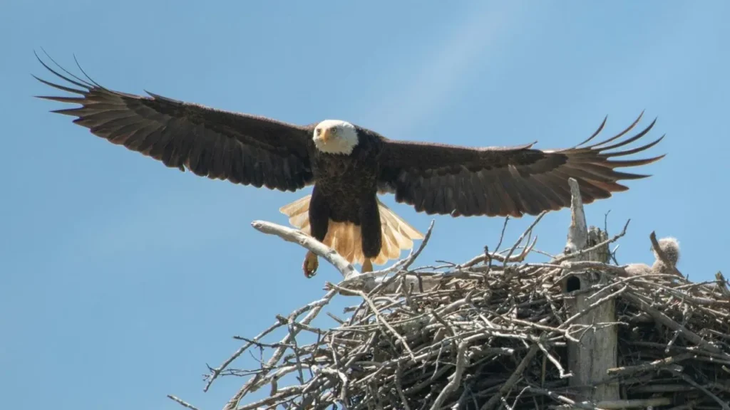 Shadow Welcomes New Eagle KD1 at Big Bear - Featured image