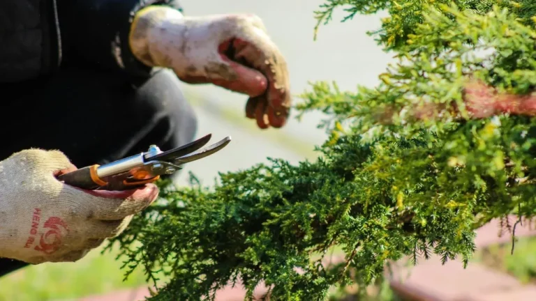 Gardener Recalls Rifle Threat and Unpaid Bills - Featured image