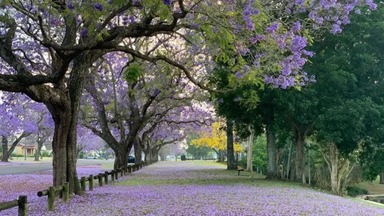 Record Flooding Hits Indiana While Gardens Keep Blooming - Featured image