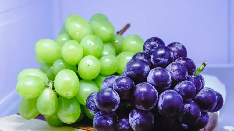 Cottony White Growth on Grapevines Signals Downy Mildew, Not Ordinary Mold - Featured image