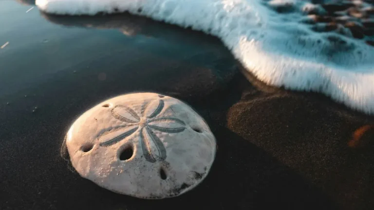 Sand Dollars Are Alive and Related to Starfish - Featured image