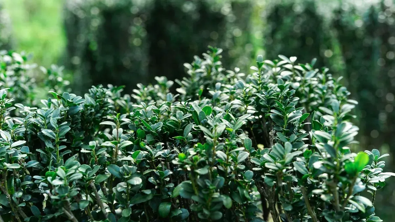 Why Boxwood Remains the Go-To Landscape Shrub