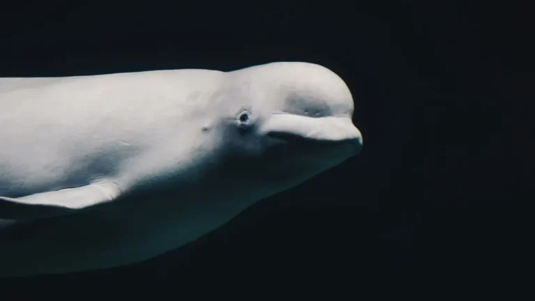 Rescued Beluga Whale Dies Suddenly at Shedd - Featured image