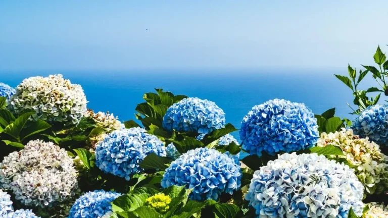 Hydrangea Pruning Mistakes Gardeners Keep Making - Featured image