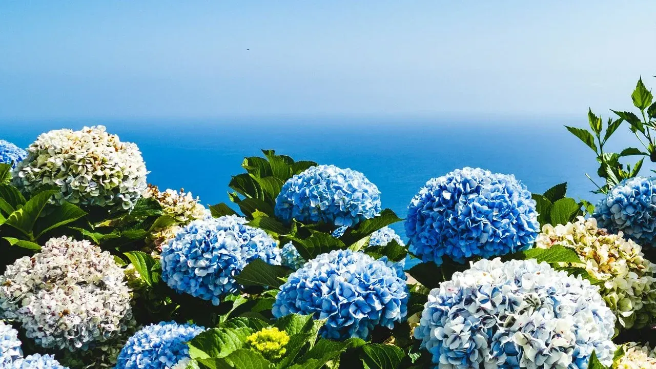 Hydrangea Pruning Mistakes Gardeners Keep Making