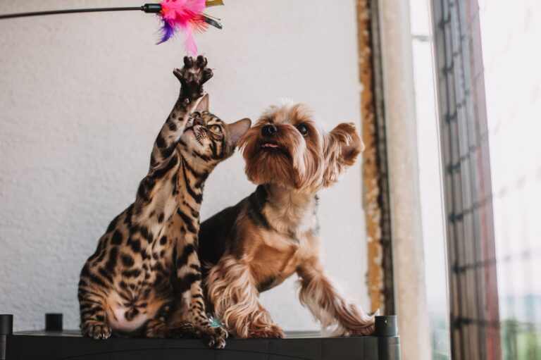 The Toy Materials Vets Warn Pet Owners to Avoid - Featured image