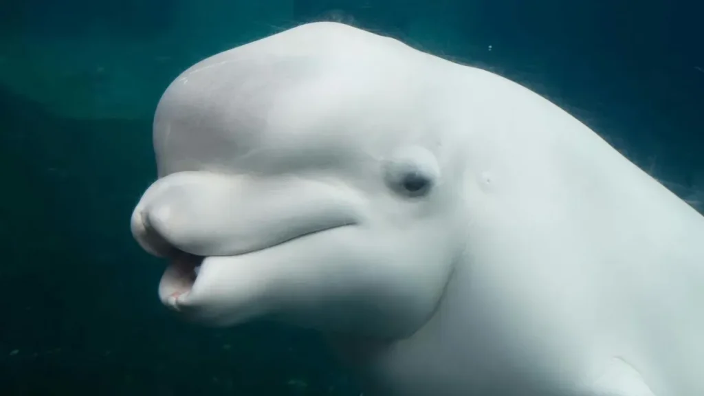 Chicago Aquarium Receives Four More Rescued Belugas - Featured image