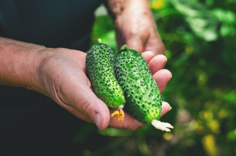 The Trellising Mistakes That Are Quietly Snapping Your Cucumber Vines - Featured image