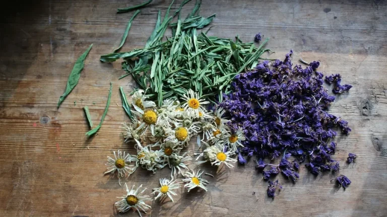 Planting Herbs in Fall Gives Them a Stronger Start - Featured image