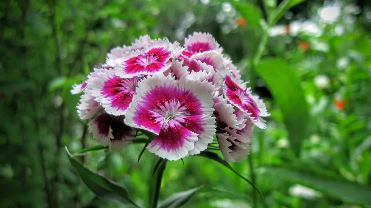 New Berlin Grandmother's Garden Grew a World of Wonder