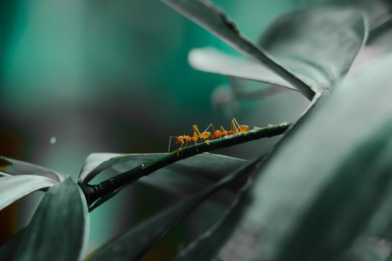 The Strange Way Ants Help Certain Flowers Reproduce - Featured image