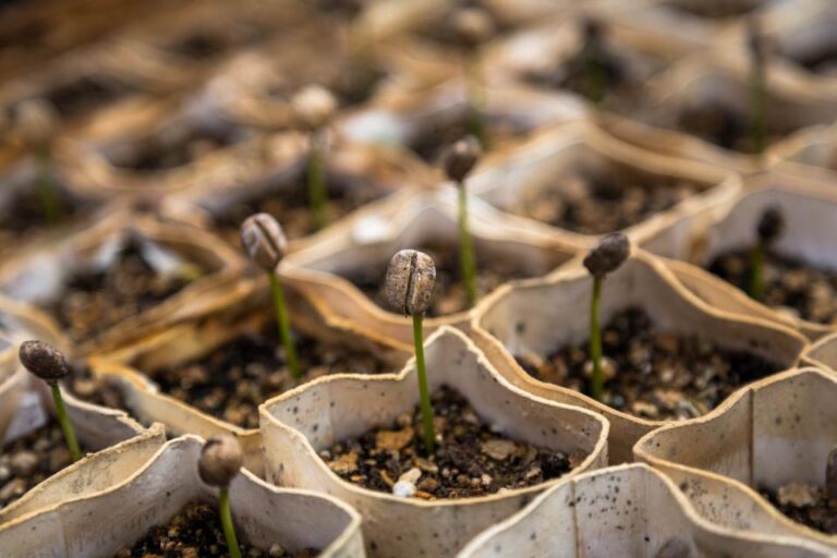 The Seed Depth Mistake That Quietly Kills Germination - Featured image
