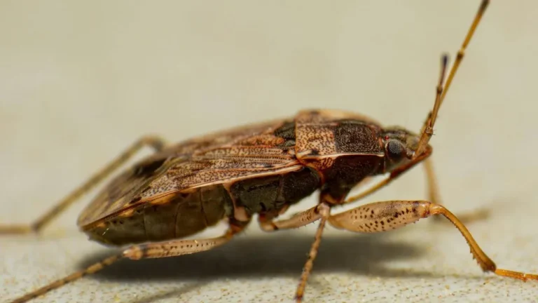 The Tiny Allies Already Fighting Your Garden Pests - Featured image