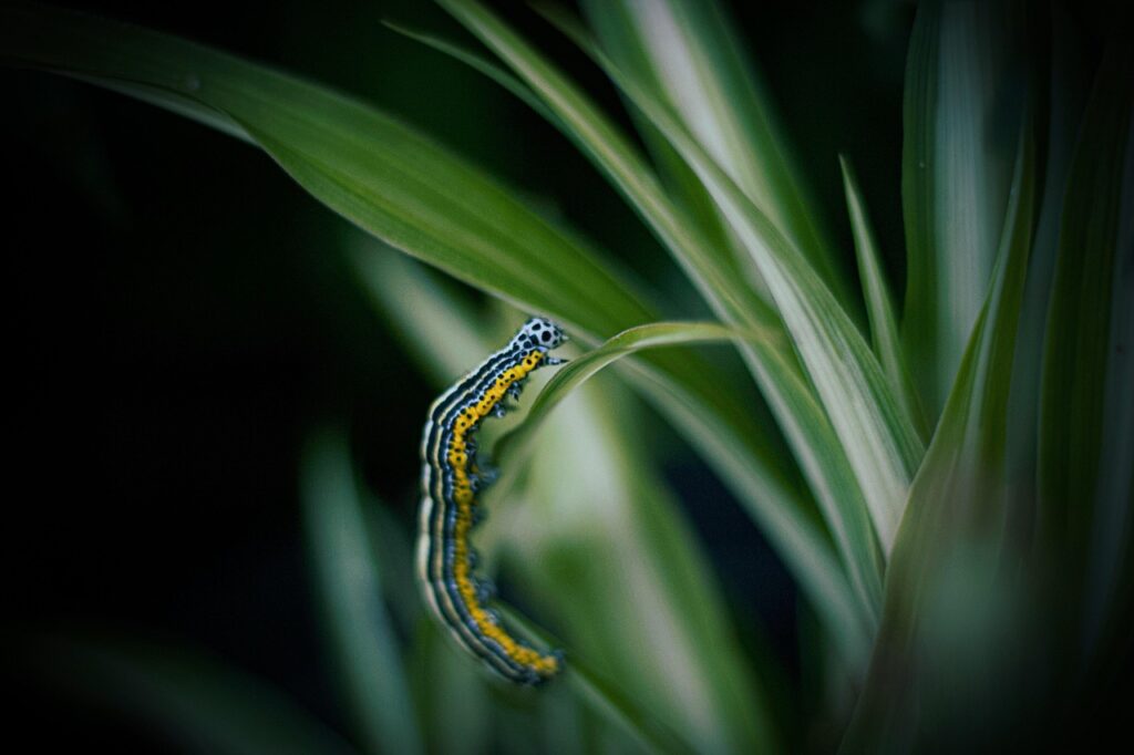 Some Caterpillars Disguise Themselves as Bird Droppings - Featured image
