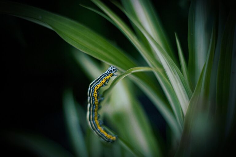 Some Caterpillars Disguise Themselves as Bird Droppings - Featured image