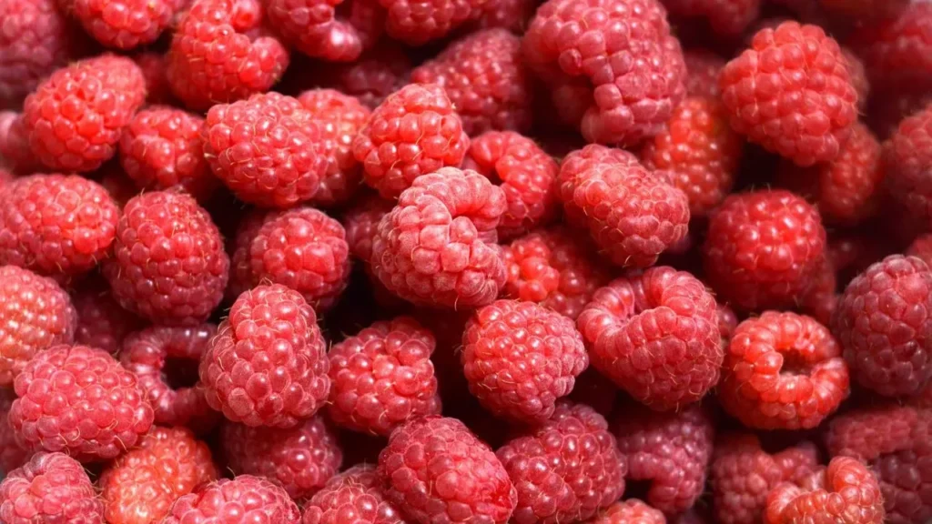 Forage Wild Raspberries Close to Home - Featured image