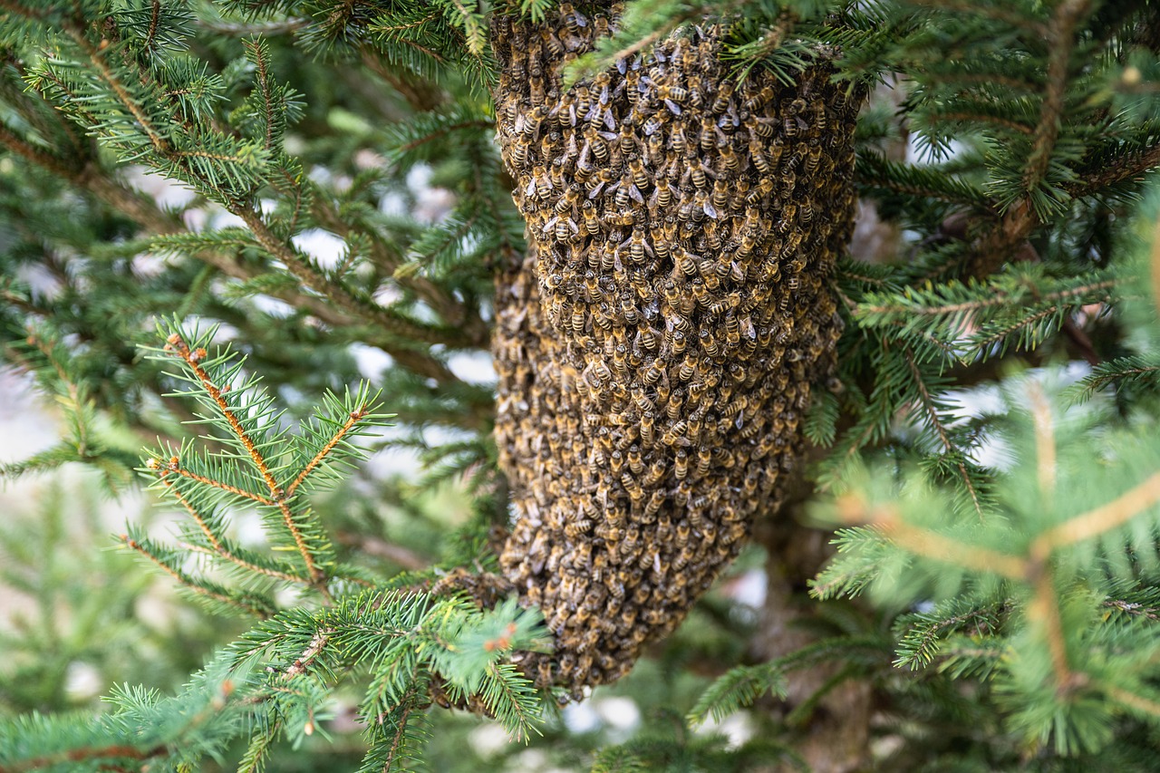 The Odd Trick Bees Use to Find the Best Flowers First