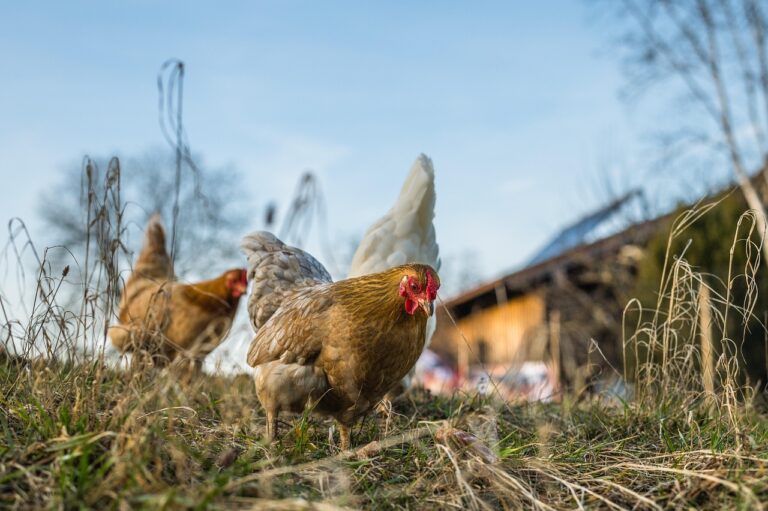 The Backyard Chicken Coop Style Making an Unexpected Comeback - Featured image