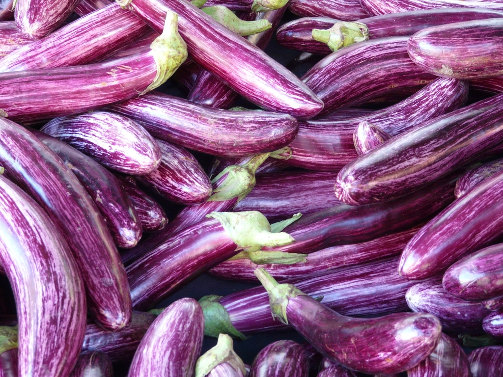 Why Your Eggplants Turn Bitter Even When Harvested on Time
