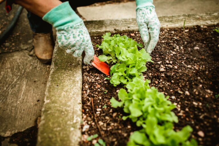 The Bizarre Reason Some Vegetables Taste Sweeter After Frost - Featured image