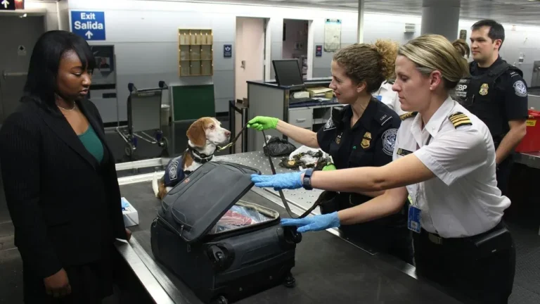 TSA Screening at Hawaii Airport Flags Apparent Firearms in Carry-On, Exposing Replica Rules - Featured image