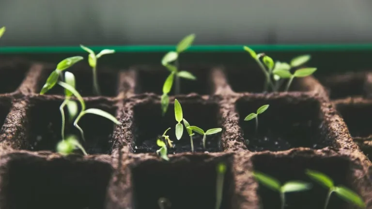 Heat Can Kill Seedlings in One Day - Featured image