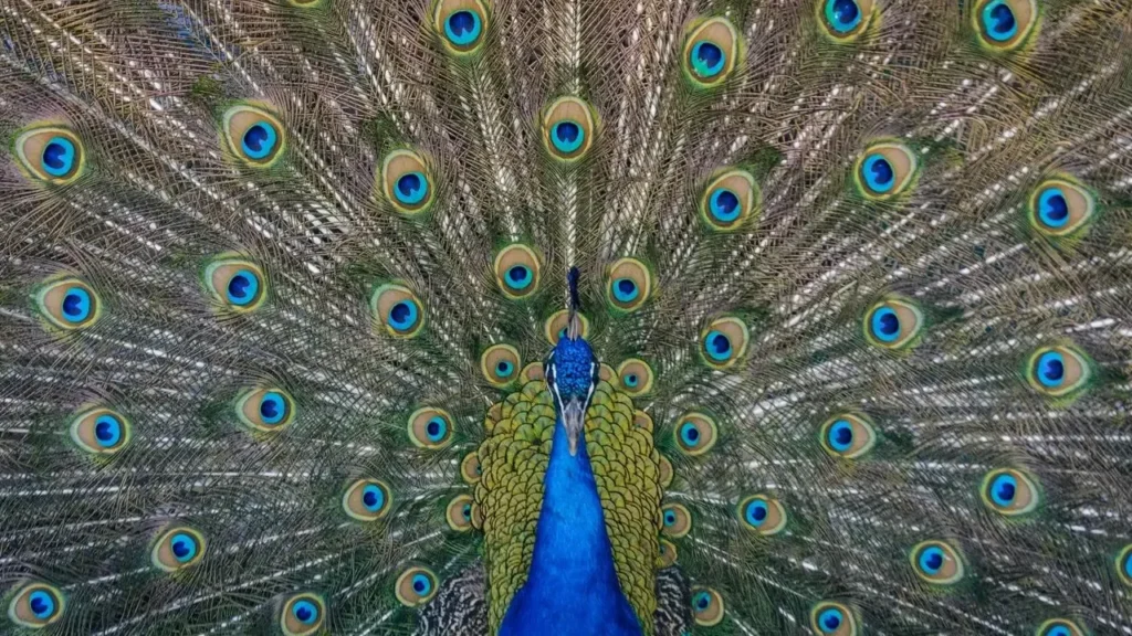 Sugar the Peacock Expected to Fully Recover - Featured image