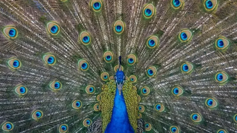 Sugar the Peacock Expected to Fully Recover - Featured image