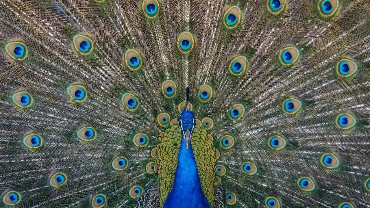Sugar the Peacock Expected to Fully Recover