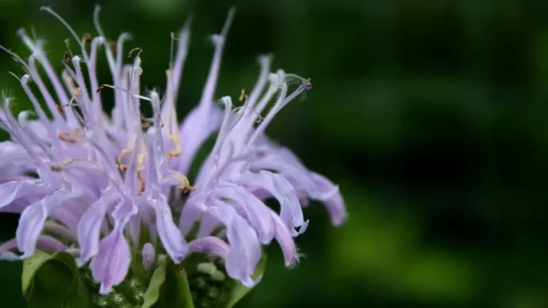 Wild Bergamot: Trailsides Reveal a Pollinator Powerhouse - Featured image