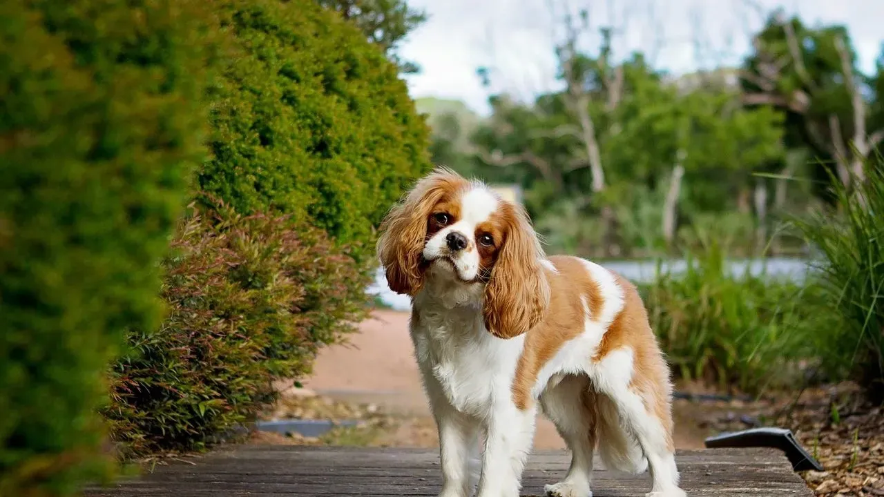 King Charles Handled Gardener's Awkward Title Mistake