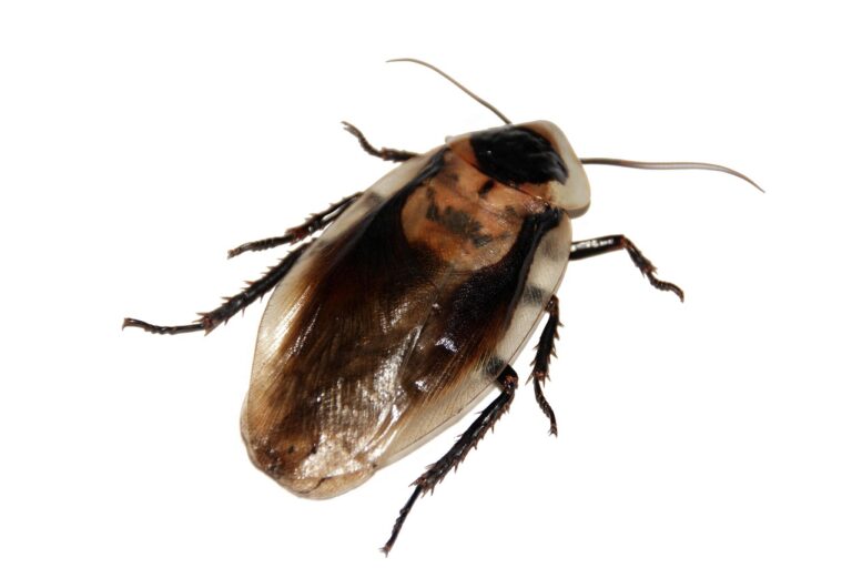 The Roach Egg Case Most Homeowners Mistake for Dirt - Featured image
