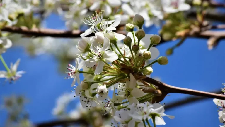 Bradford Pear and Crepe Myrtle Form Surprising Bond - Featured image