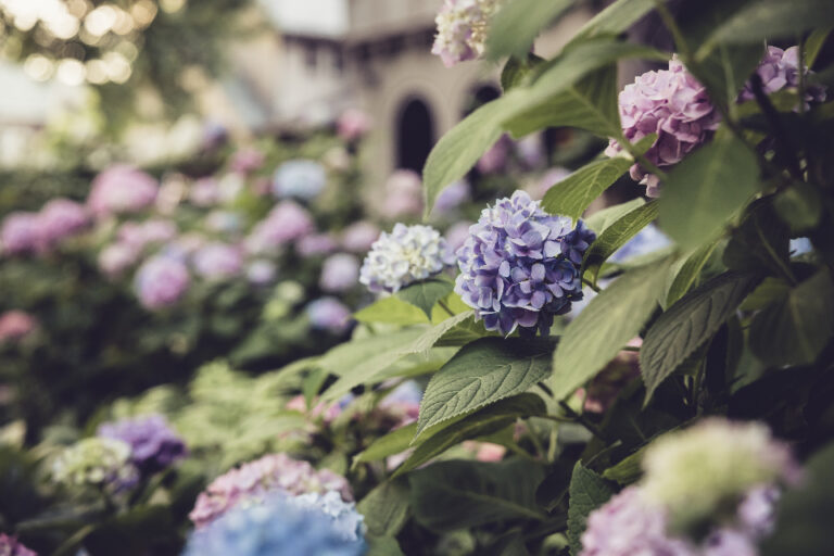So I Asked AI Why My Hydrangeas Keep Dying. The Answer Wasn't What I Expected. - Featured image