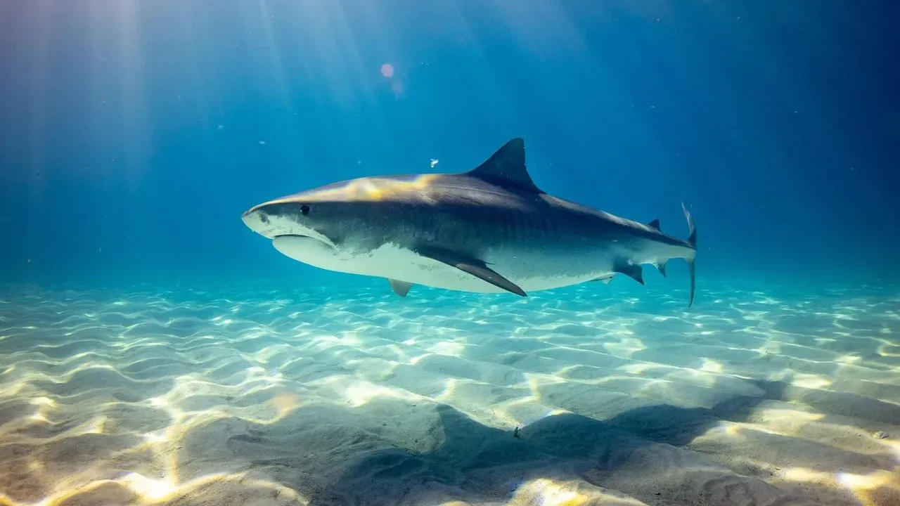 Brothers Land Rare Tiger Shark Off Cape Cod, Fueling Discussion on Ocean Warming