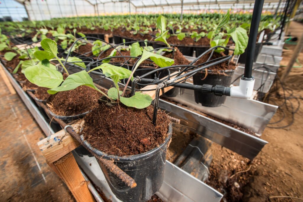 Why Overwatering Is the Killer of Most Houseplants - Featured image