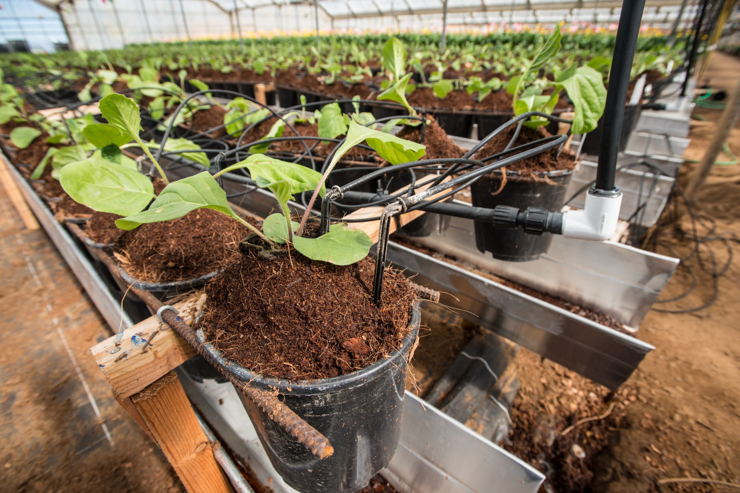 Why Overwatering Is the Killer of Most Houseplants