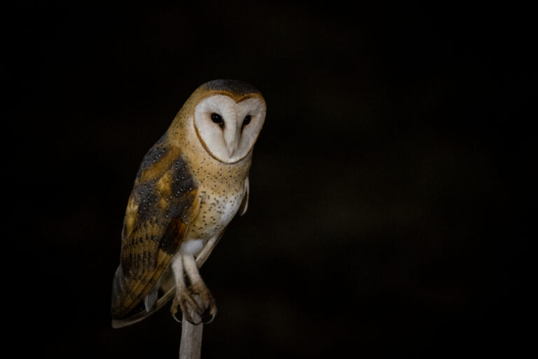 Why Owls Can Turn Their Heads Almost All the Way Around - Featured image