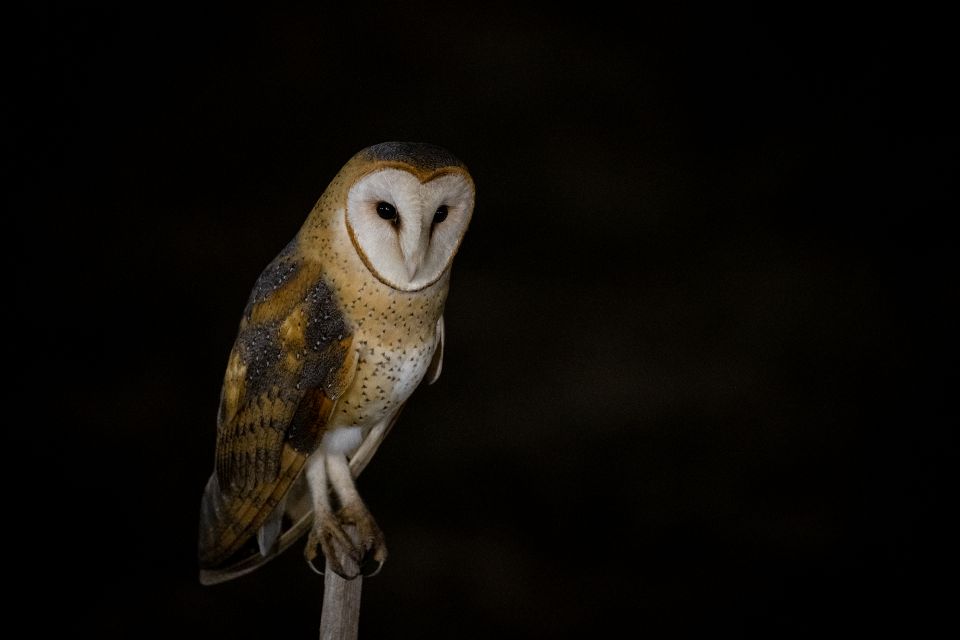 Why Owls Can Turn Their Heads Almost All the Way Around