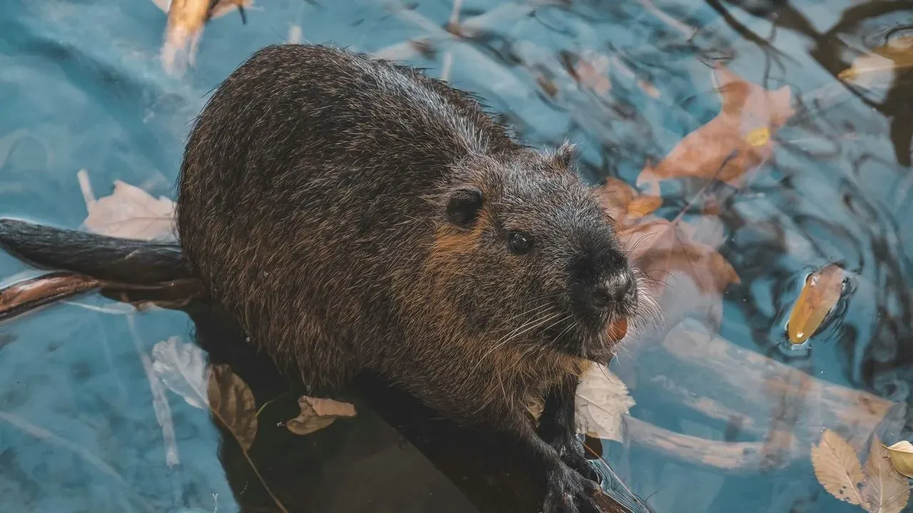 Maryland Officials Hold Off on Reopening Lake Following Rabid Beaver Attacks
