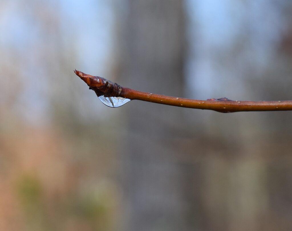 I Tried Watering My Garden Only With Rain for a Month – Here's the Surprising Result - Featured image