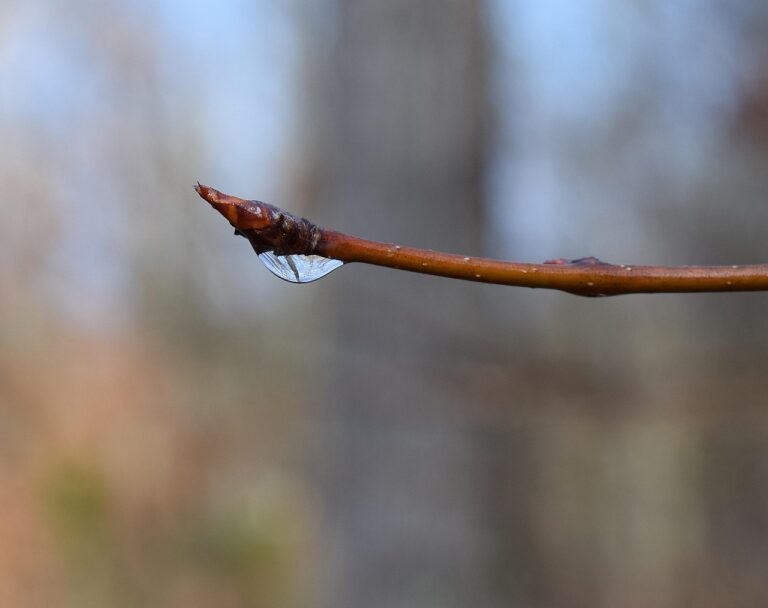 I Tried Watering My Garden Only With Rain for a Month – Here's the Surprising Result - Featured image